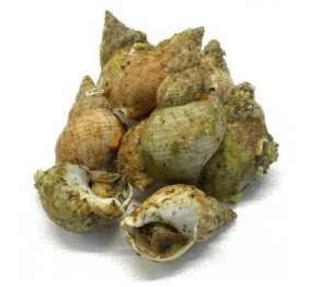 Bulots cuits : photo du produit rappelé le 02/07/2026