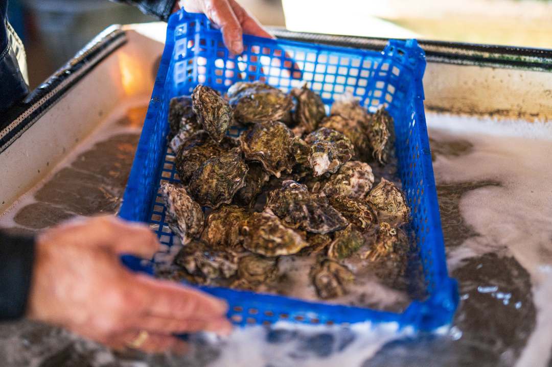 Coquillages filtreurs = coquillages du groupe 3, récoltés dans l'anse : photo 1 sur 2 du produit rappelé le 30/10/2026