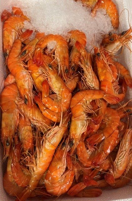 Crevettes entières cuites réfrigérées vrac origine equateur 30/50 : photo du produit rappelé le 21/08/2026