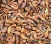 Crevettes grises cuites non Van Belzen BV - Distributeur Zeelandia : photo du produit rappelé le 28/05/2026