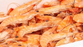 Crevettes roses cuites étal poissonnerie : photo du produit rappelé le 07/08/2026