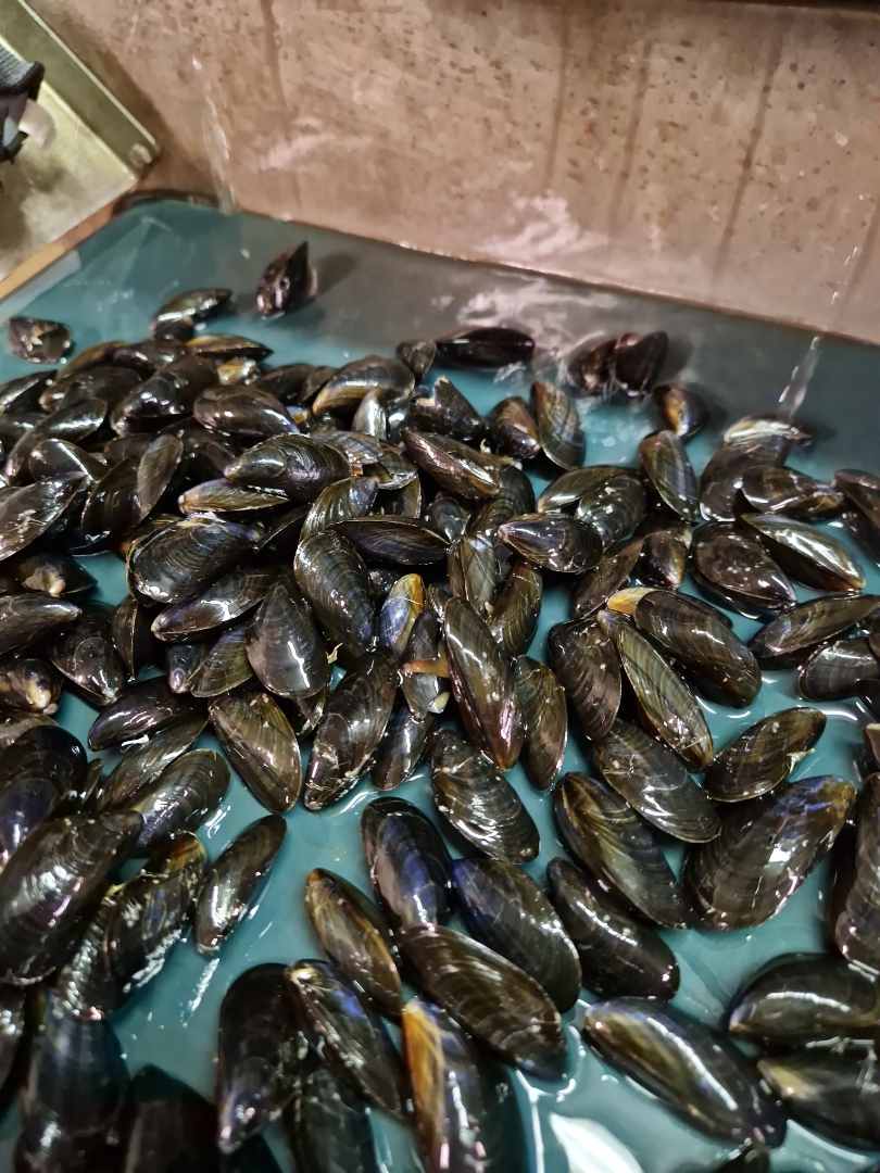Moules de bouchot STG mytilus edulis : photo du produit rappelé le 20/10/2026