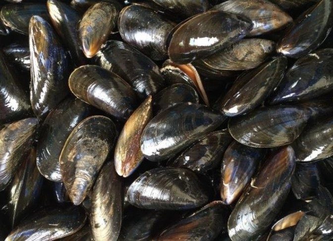 Moules de corde de l’ile dumet : photo du produit rappelé le 20/04/2026